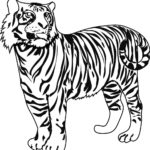 Raskrasil.com-Tiger-Coloring-Pages-27