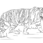 Raskrasil.com-Tiger-Coloring-Pages-28