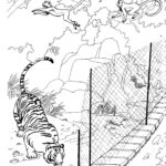 Raskrasil.com-Tiger-Coloring-Pages-3