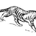 Raskrasil.com-Tiger-Coloring-Pages-46
