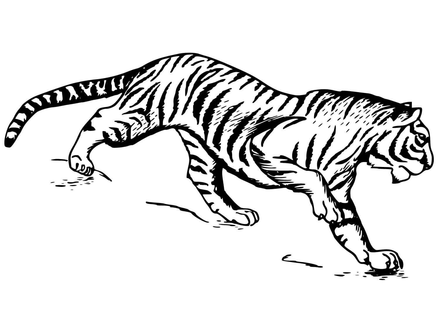 Raskrasil.com-Tiger-Coloring-Pages-46