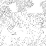 Raskrasil.com-Tiger-Coloring-Pages-5