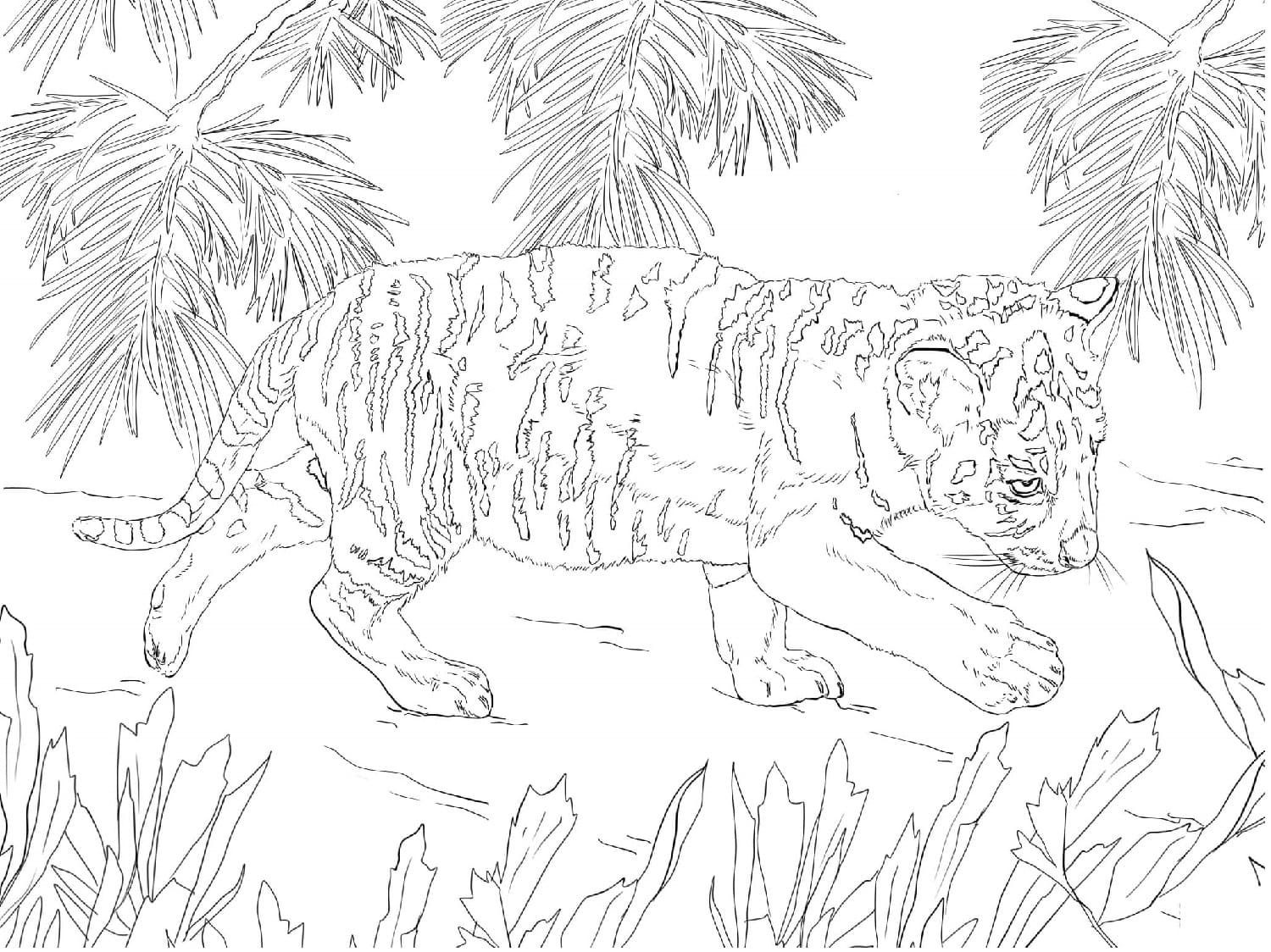 Raskrasil.com-Tiger-Coloring-Pages-5