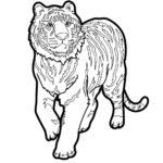Raskrasil.com-Tiger-Coloring-Pages-51