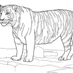 Raskrasil.com-Tiger-Coloring-Pages-59
