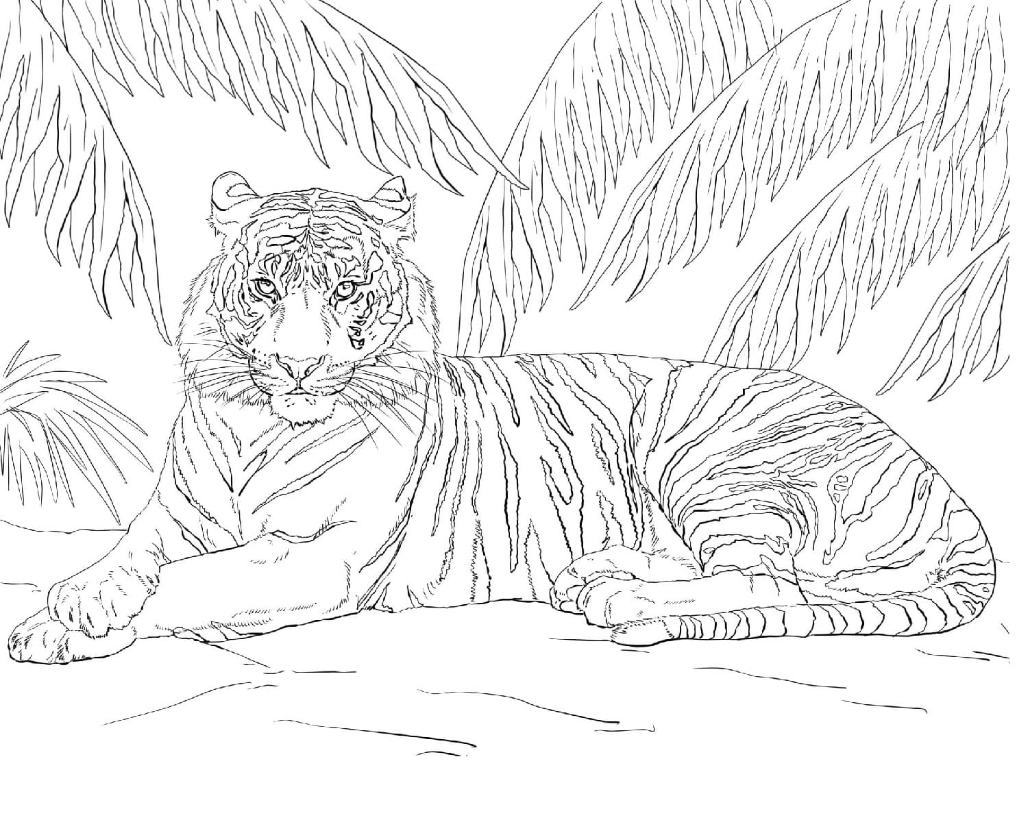 Raskrasil.com-Tiger-Coloring-Pages-6