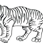 Raskrasil.com-Tiger-Coloring-Pages-60