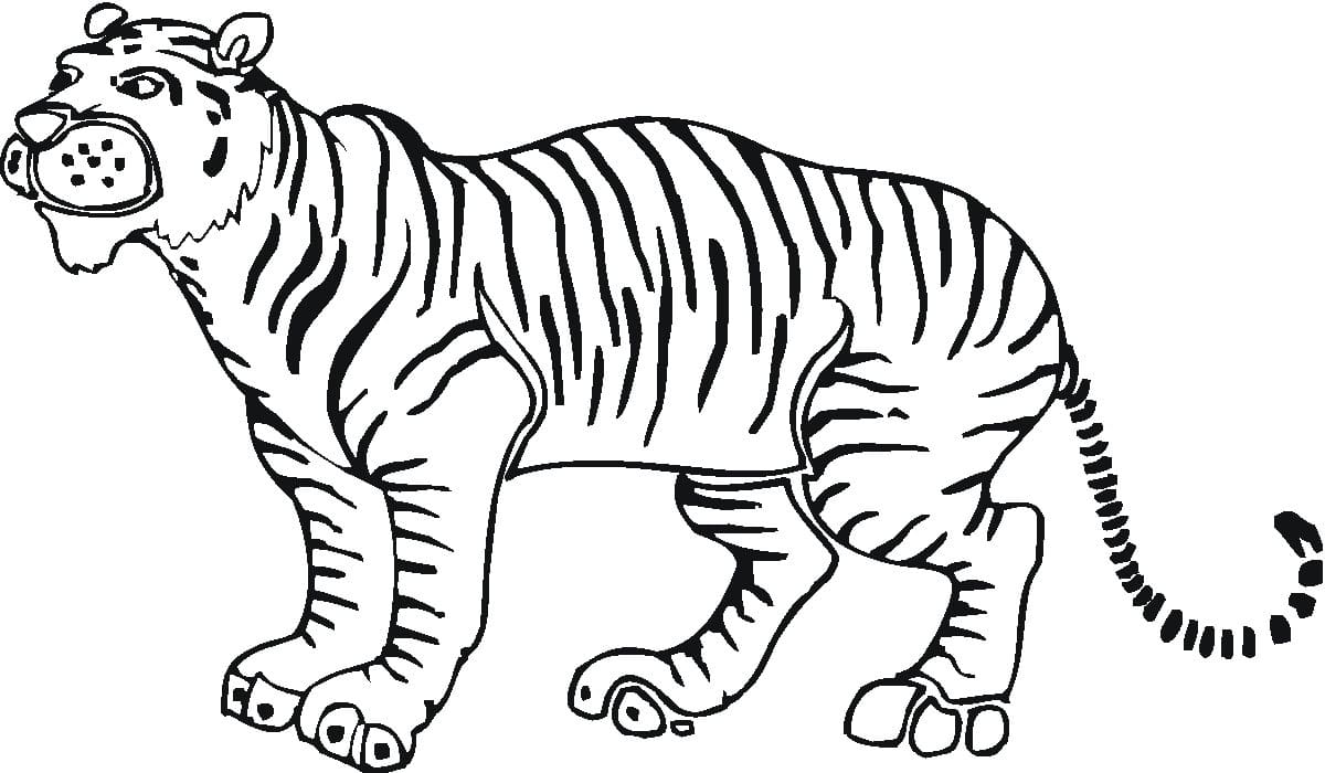 Raskrasil.com-Tiger-Coloring-Pages-60