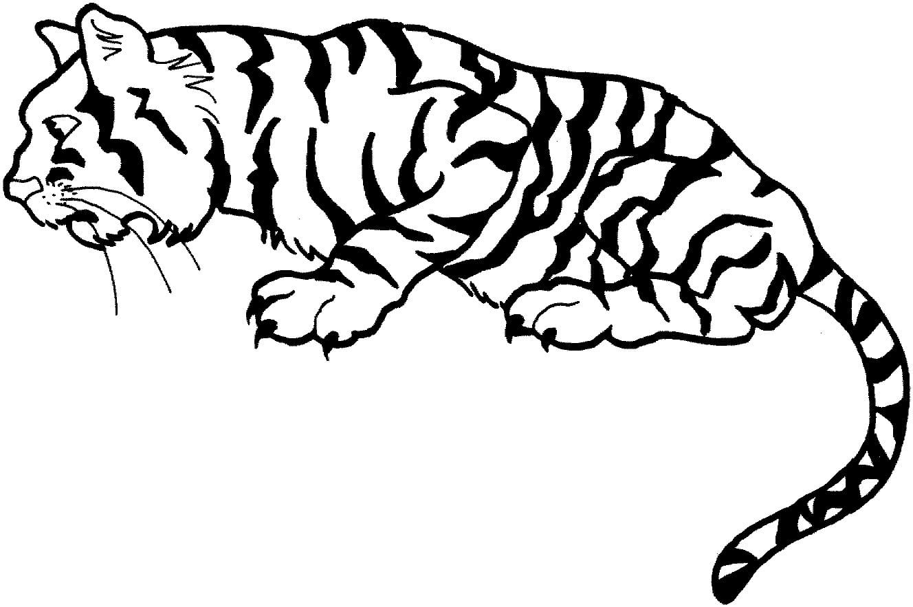 Raskrasil.com-Tiger-Coloring-Pages-62