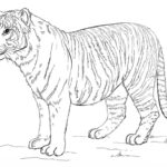 Raskrasil.com-Tiger-Coloring-Pages-69