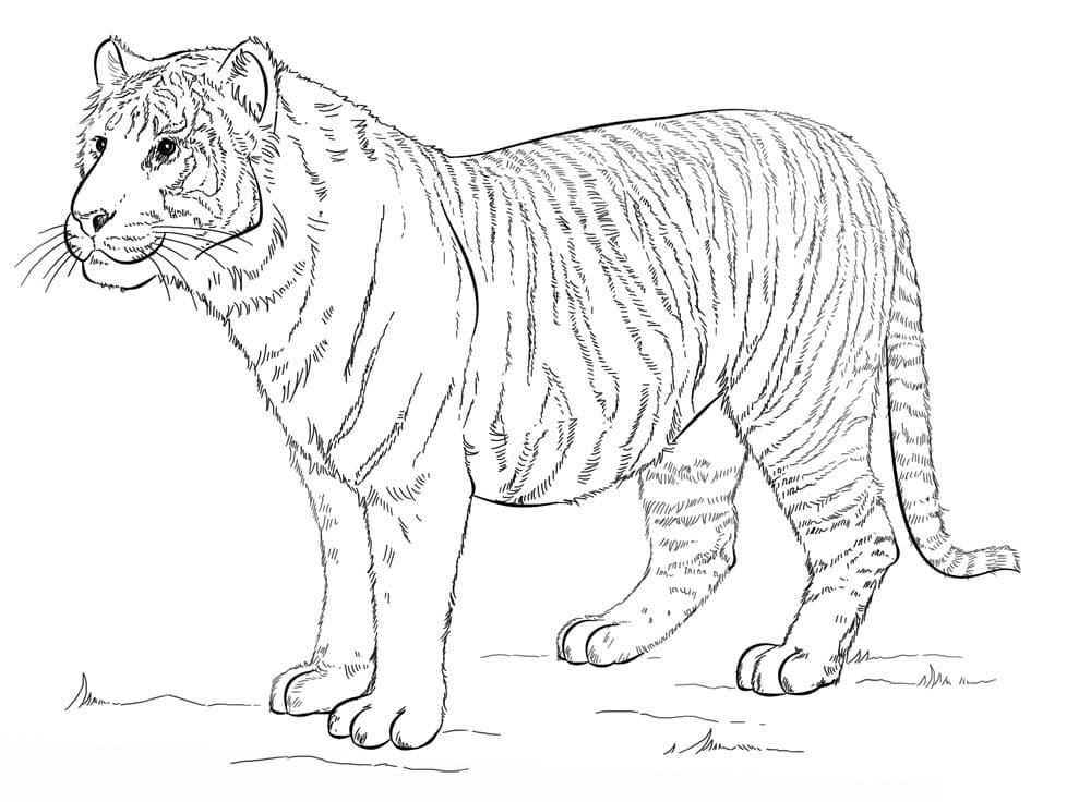 Raskrasil.com-Tiger-Coloring-Pages-69