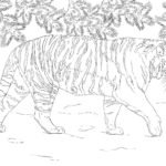 Raskrasil.com-Tiger-Coloring-Pages-7