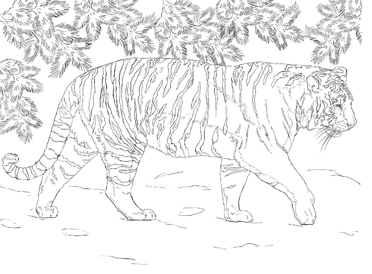 Raskrasil.com-Tiger-Coloring-Pages-7