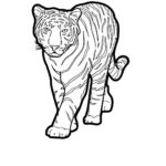 Raskrasil.com-Tiger-Coloring-Pages-70