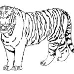 Raskrasil.com-Tiger-Coloring-Pages-75