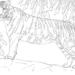 Raskrasil.com-Tiger-Coloring-Pages-8