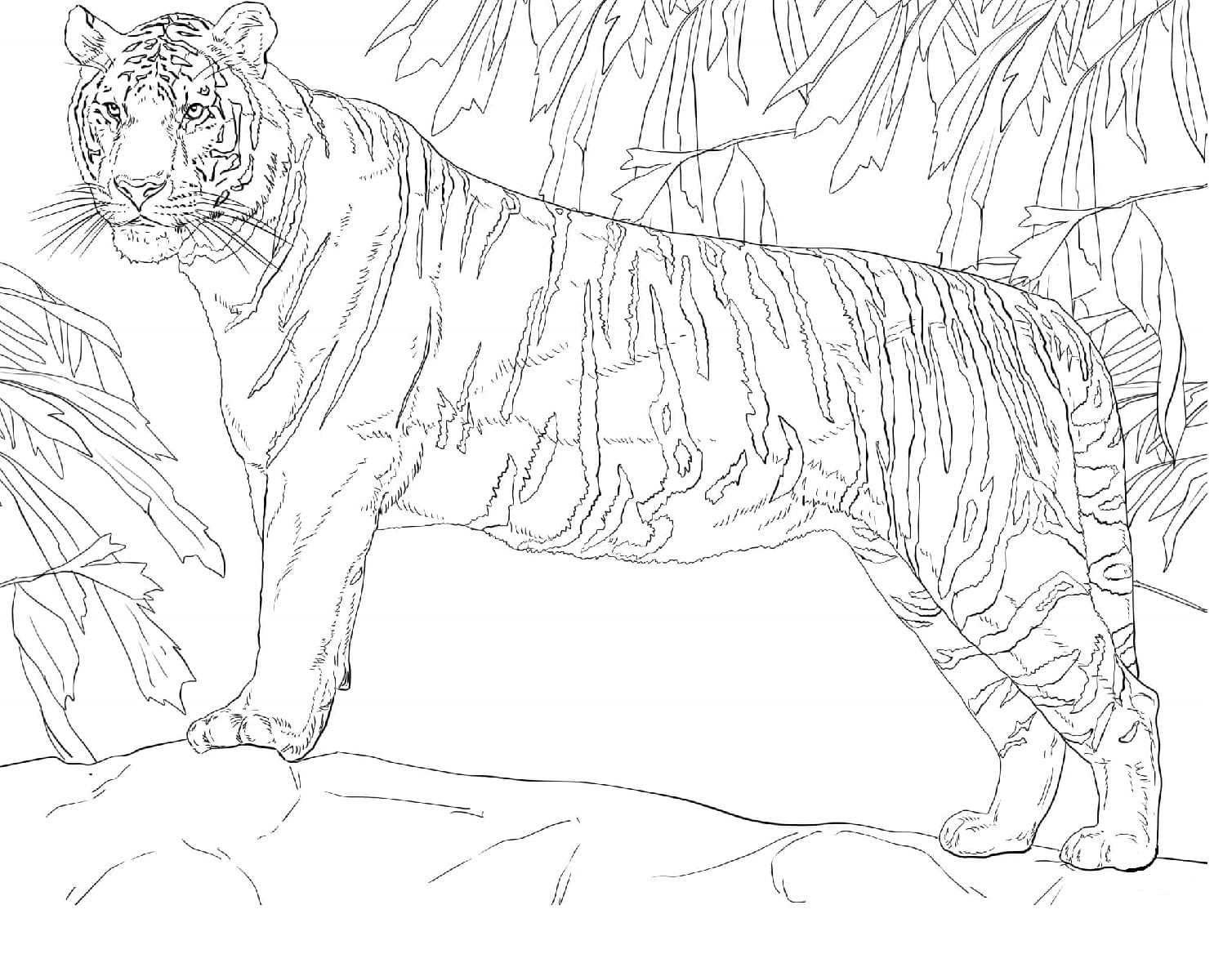 Raskrasil.com-Tiger-Coloring-Pages-8