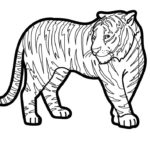 Raskrasil.com-Tiger-Coloring-Pages-82