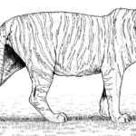 Raskrasil.com-Tiger-Coloring-Pages-9