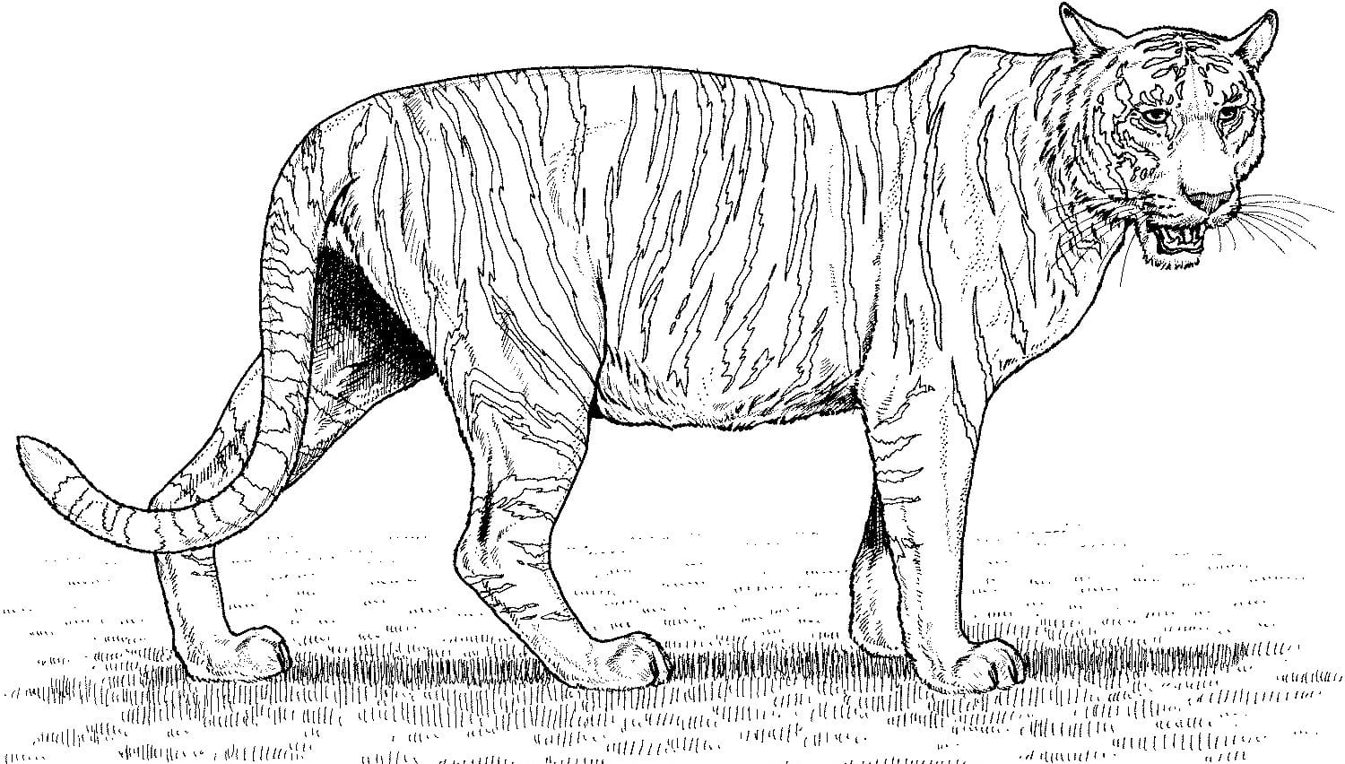 Raskrasil.com-Tiger-Coloring-Pages-9