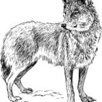 Raskrail.com-Wolf-Coloring-Pages-1