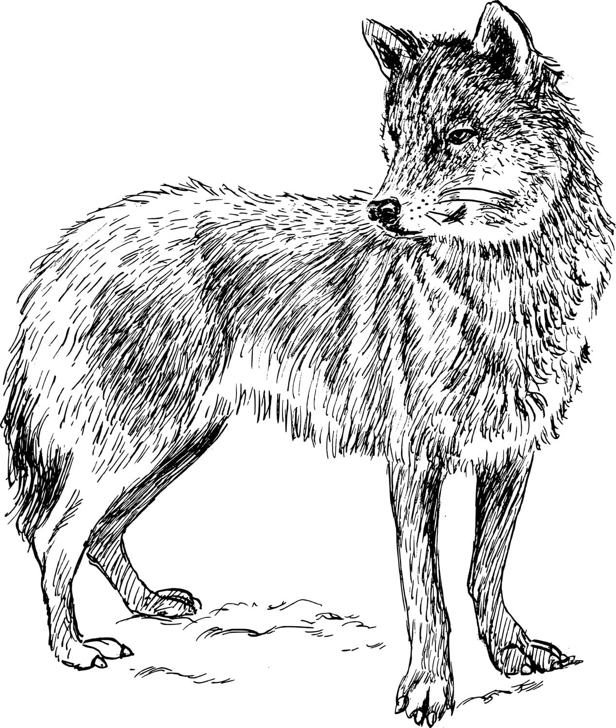 Raskrail.com-Wolf-Coloring-Pages-1