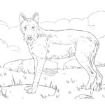 Raskrail.com-Wolf-Coloring-Pages-12
