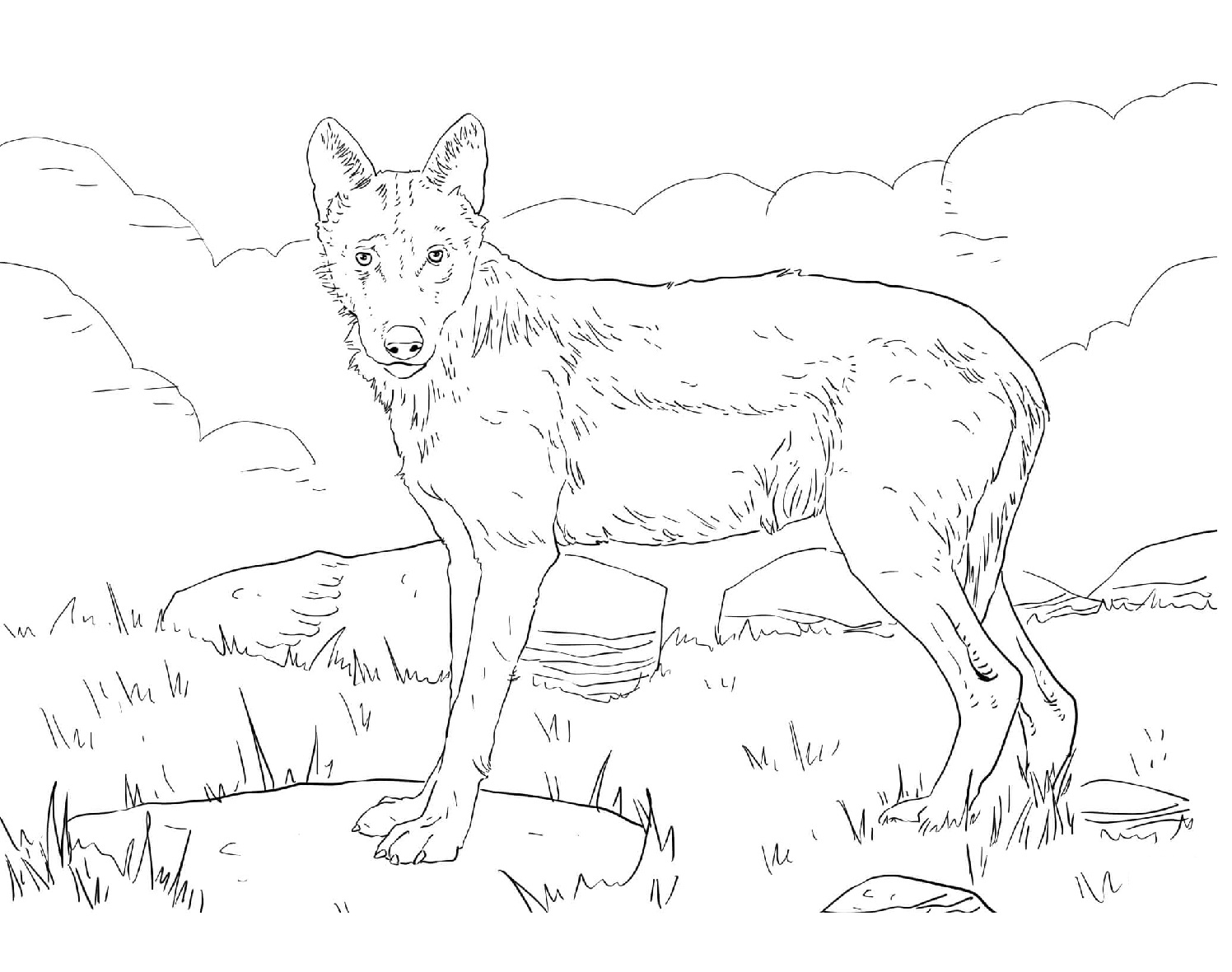 Raskrail.com-Wolf-Coloring-Pages-12