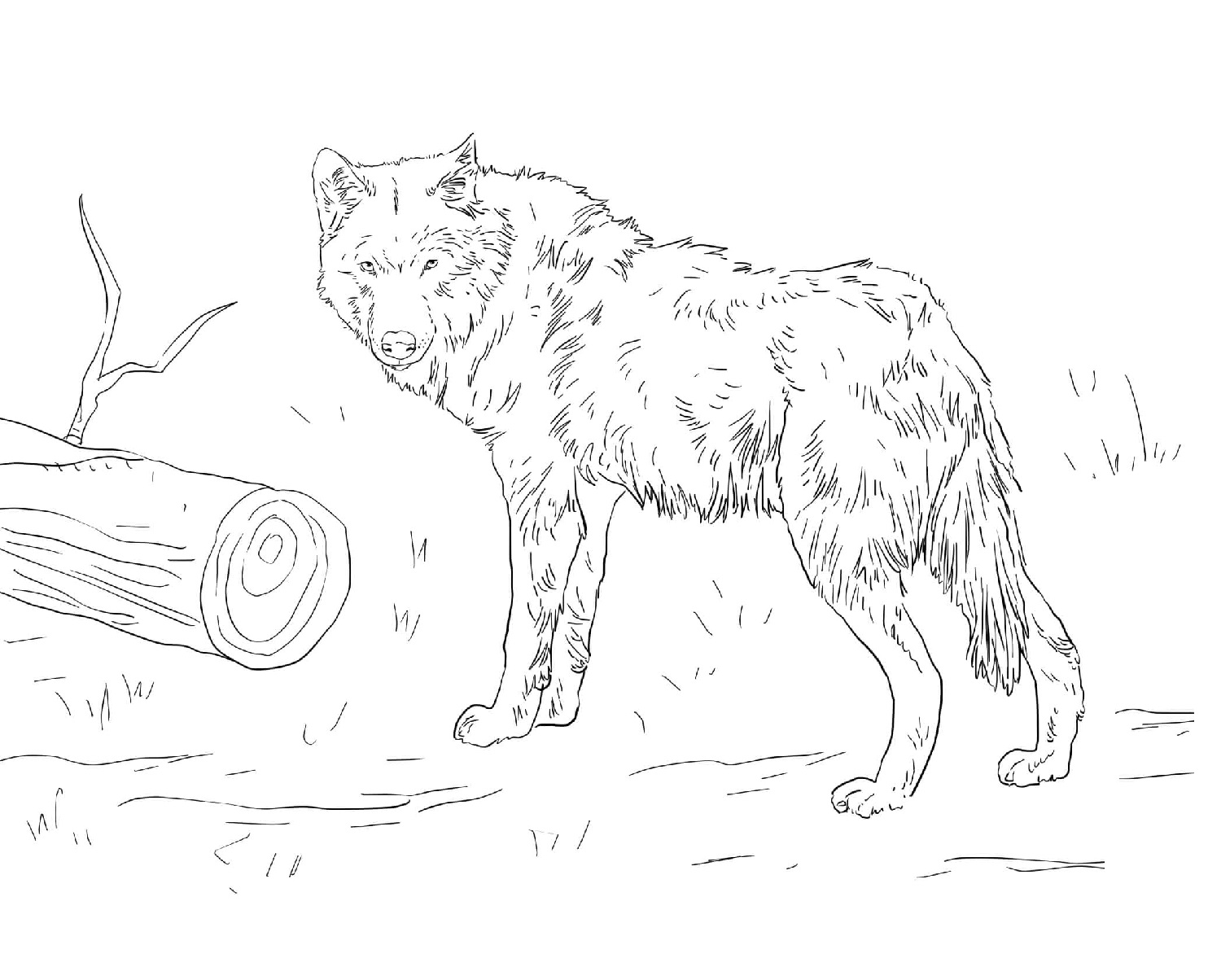 Raskrail.com-Wolf-Coloring-Pages-14