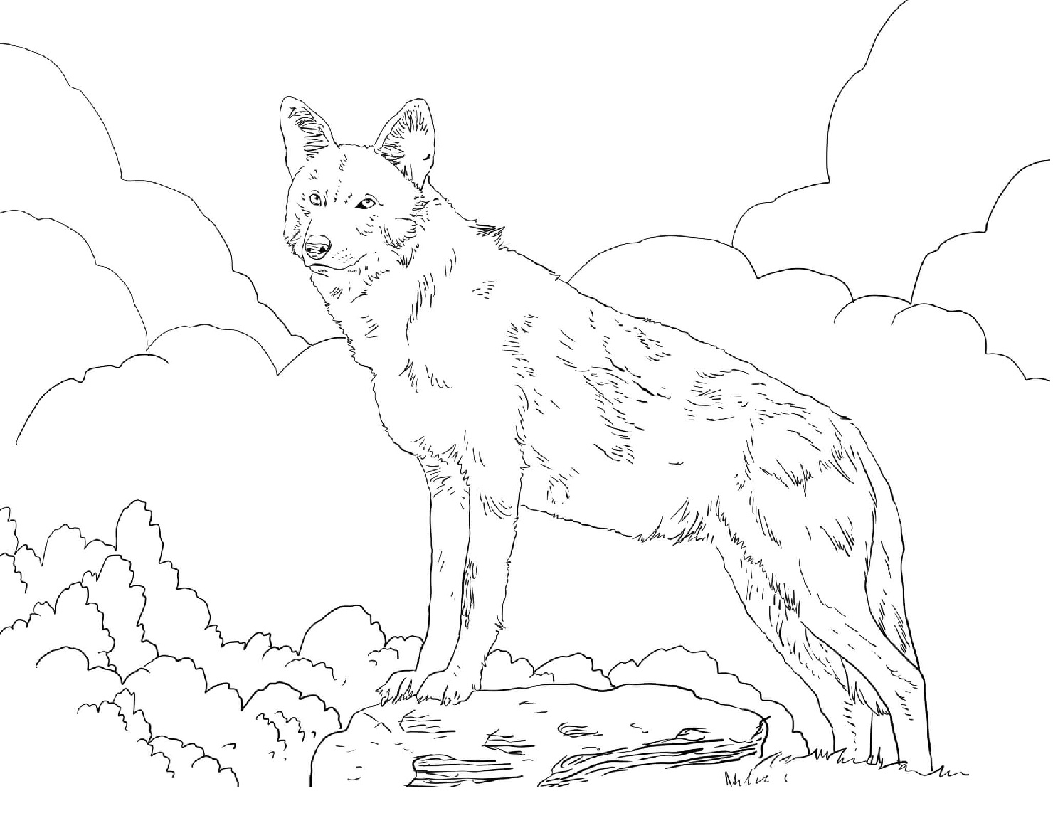 Raskrail.com-Wolf-Coloring-Pages-22