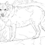 Raskrail.com-Wolf-Coloring-Pages-29
