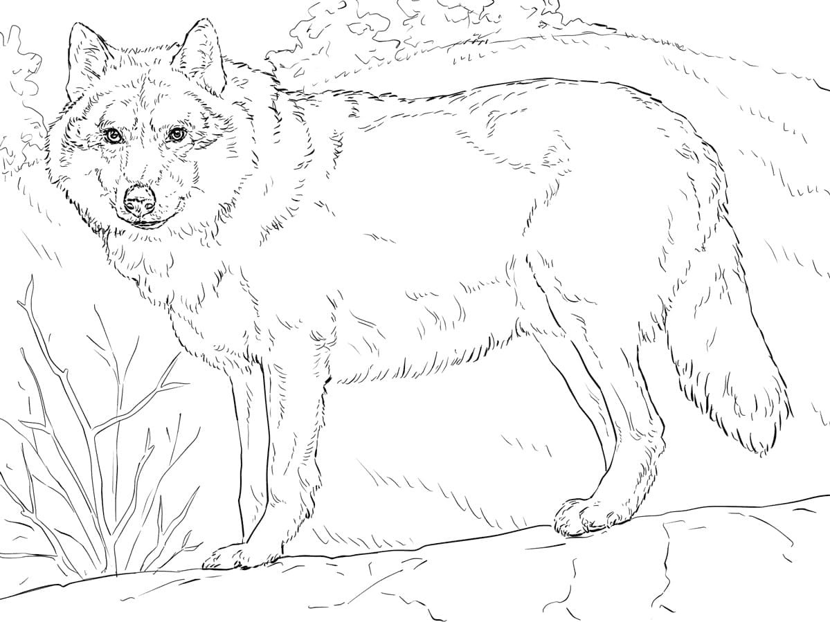 Raskrail.com-Wolf-Coloring-Pages-29