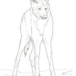 Raskrail.com-Wolf-Coloring-Pages-31