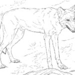 Raskrail.com-Wolf-Coloring-Pages-35
