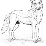 Raskrail.com-Wolf-Coloring-Pages-4
