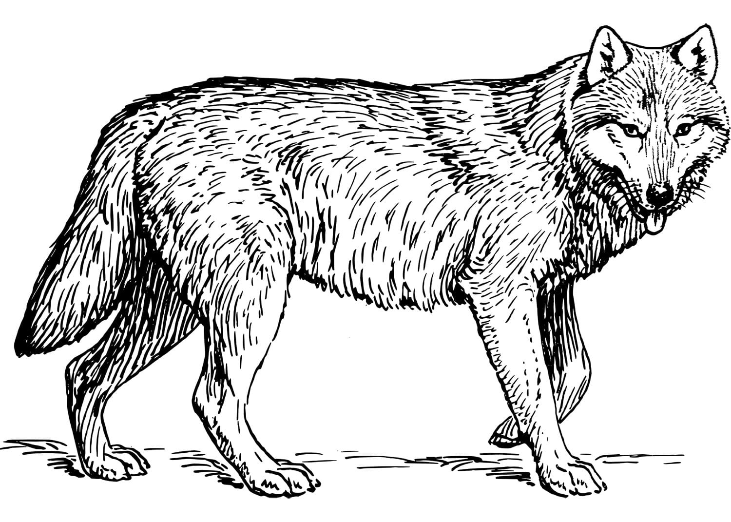 Raskrail.com-Wolf-Coloring-Pages-6