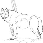 Raskrail.com-Wolf-Coloring-Pages-67