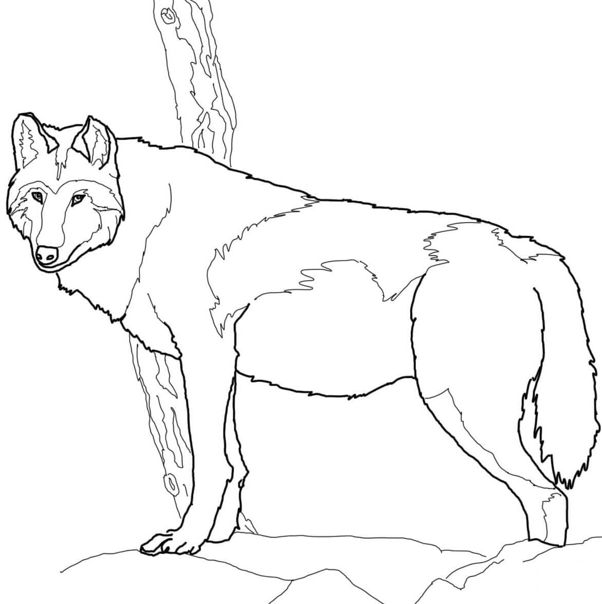 Raskrail.com-Wolf-Coloring-Pages-67