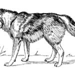 Raskrail.com-Wolf-Coloring-Pages-7