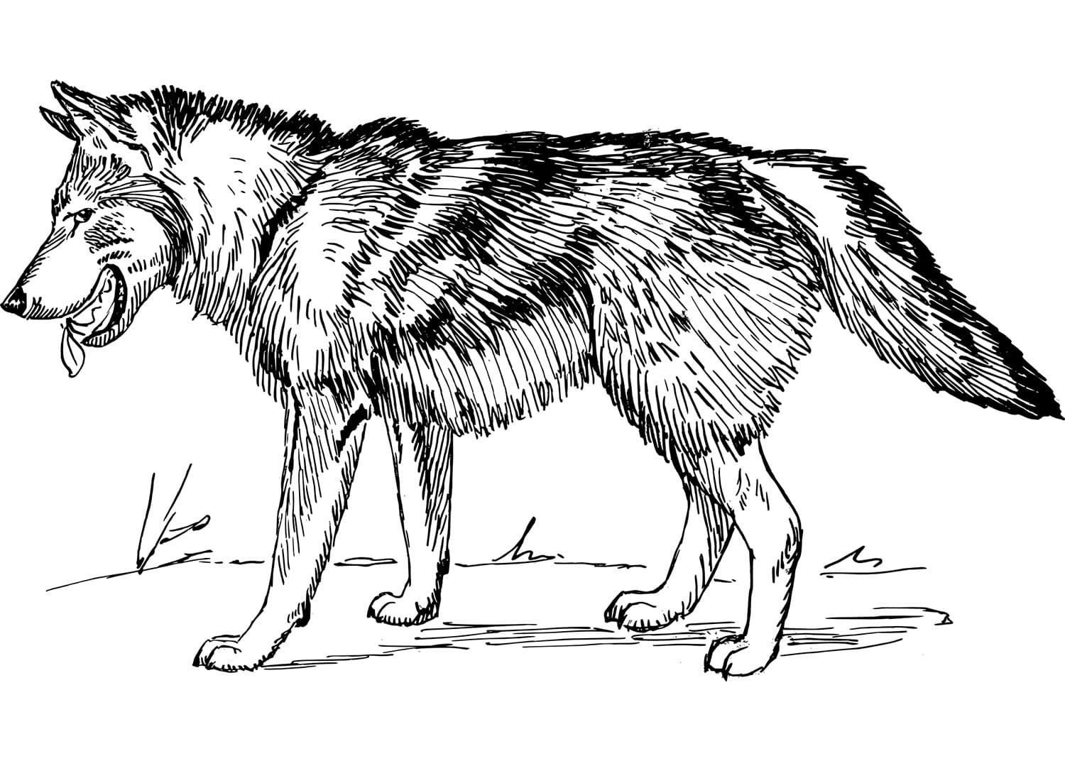 Raskrail.com-Wolf-Coloring-Pages-7
