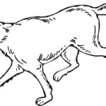 Raskrail.com-Wolf-Coloring-Pages-73