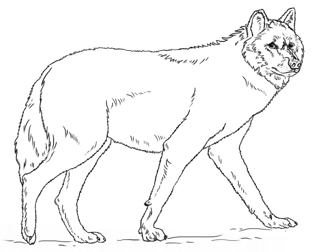 Raskrail.com-Wolf-Coloring-Pages-76
