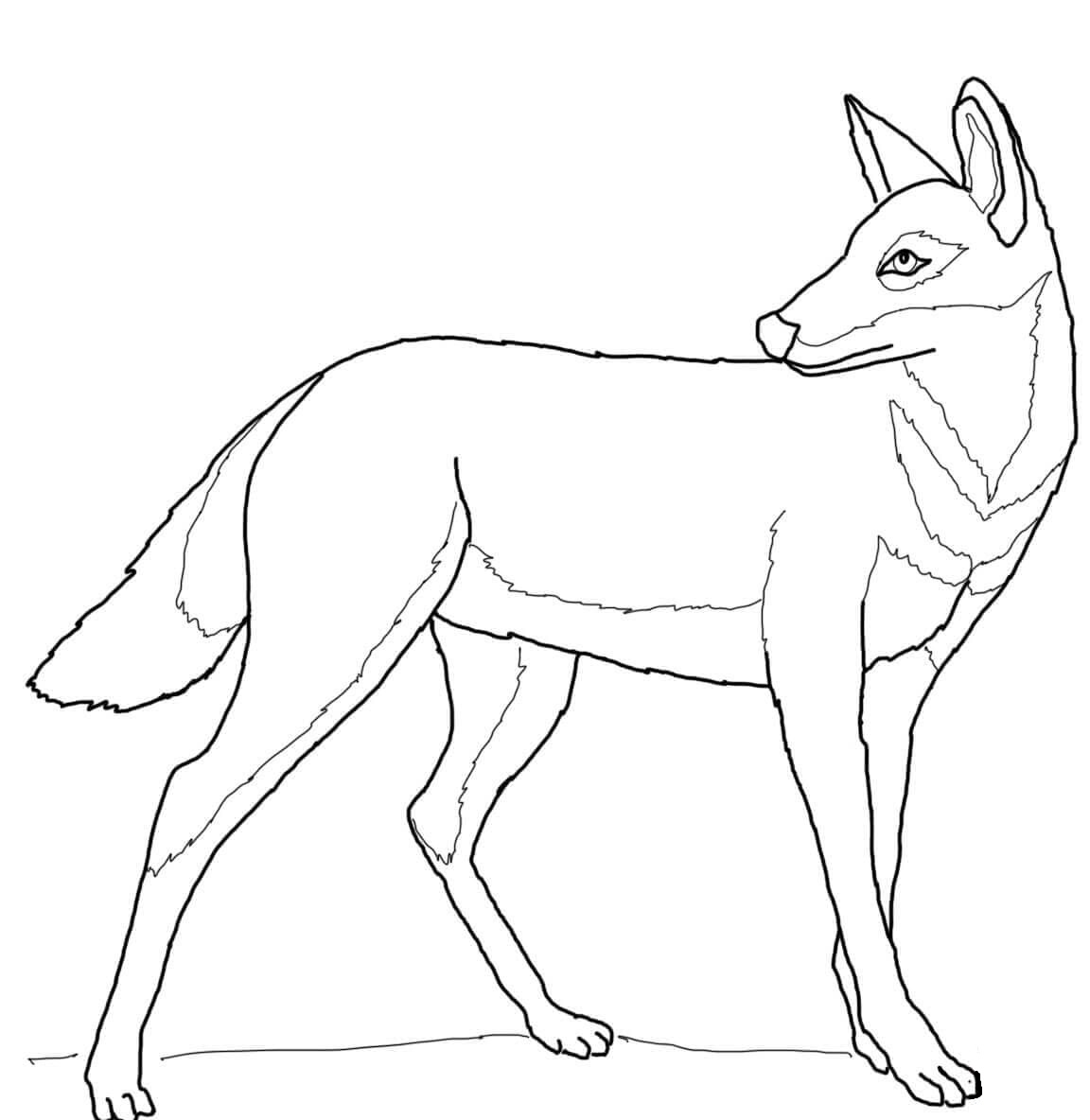 Raskrail.com-Wolf-Coloring-Pages-77