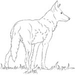 Raskrail.com-Wolf-Coloring-Pages-79