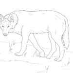 Raskrail.com-Wolf-Coloring-Pages-81