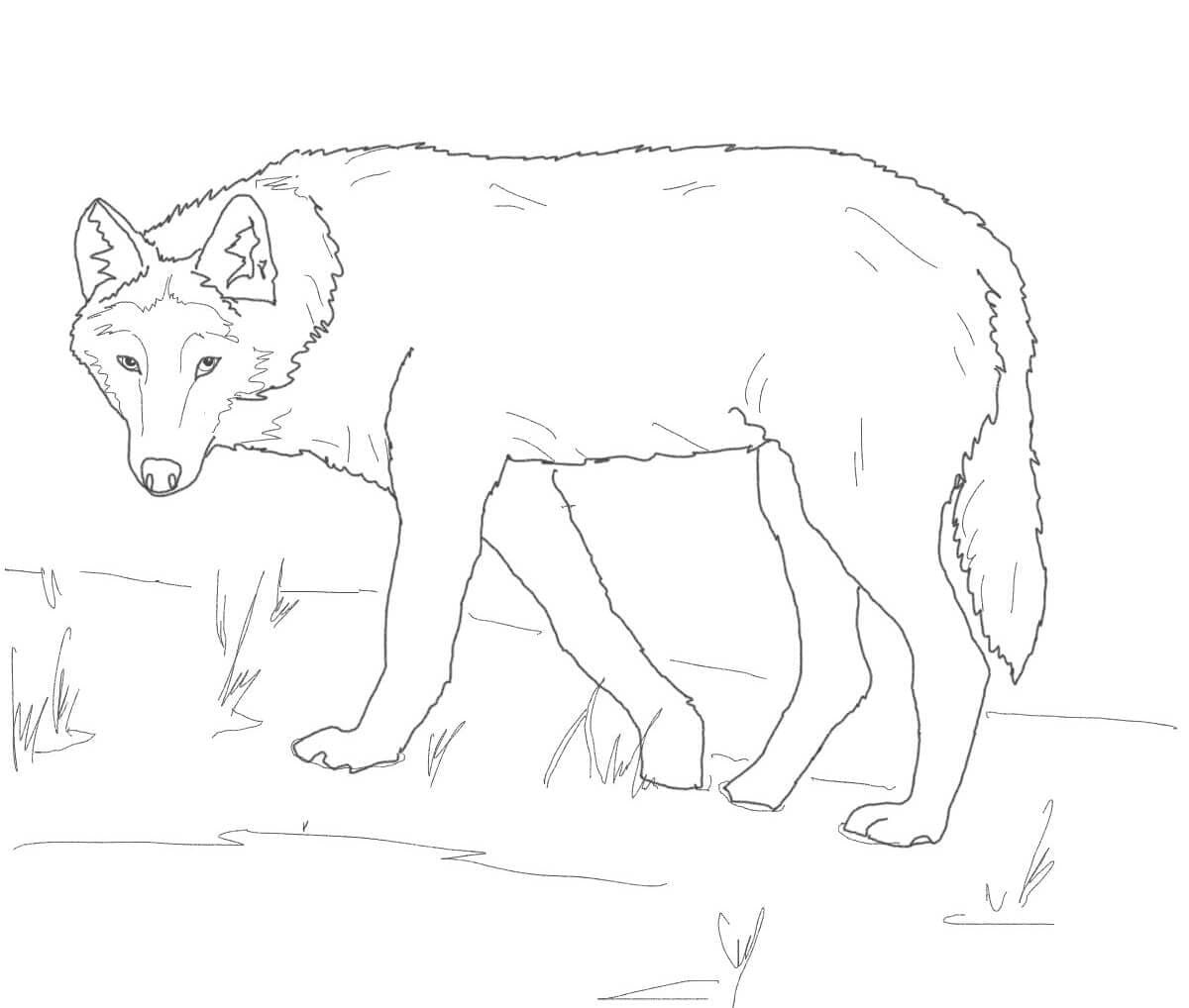 Raskrail.com-Wolf-Coloring-Pages-81