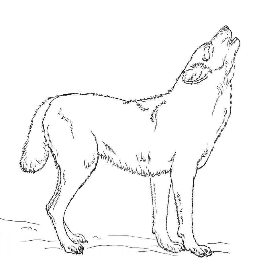 Raskrail.com-Wolf-Coloring-Pages-82