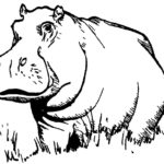 Raskrasil.com-Coloring-Pages-Hippo-31