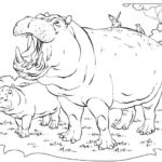 Raskrasil.com-Coloring-Pages-Hippo-41