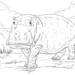 Raskrasil.com-Coloring-Pages-Hippo-47